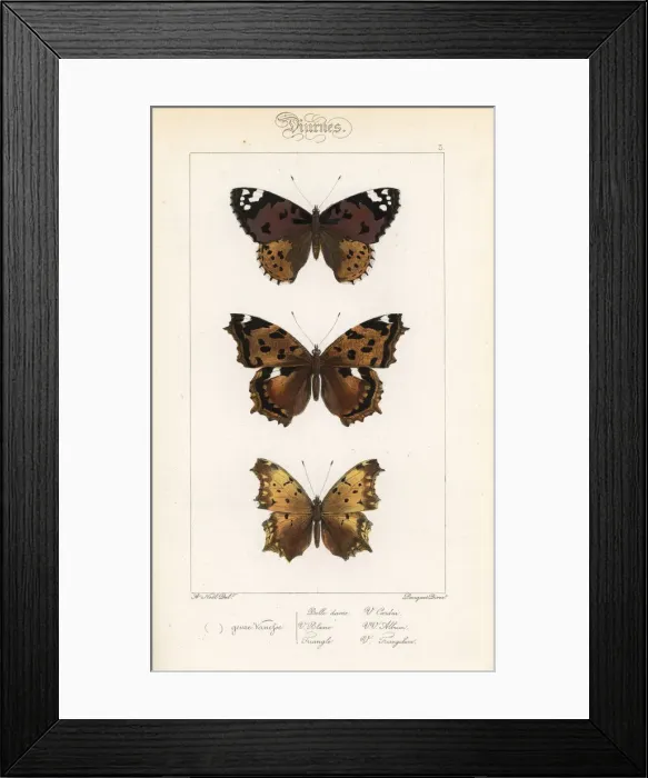 Framed Print : Painted lady, false comma, and comma butterfly variety Framed Print : Painted lady, false comma, and comma butterfly variety