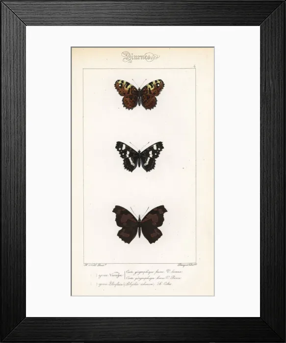 Framed Print : Map and European beak butterflies Framed Print : Map and European beak butterflies