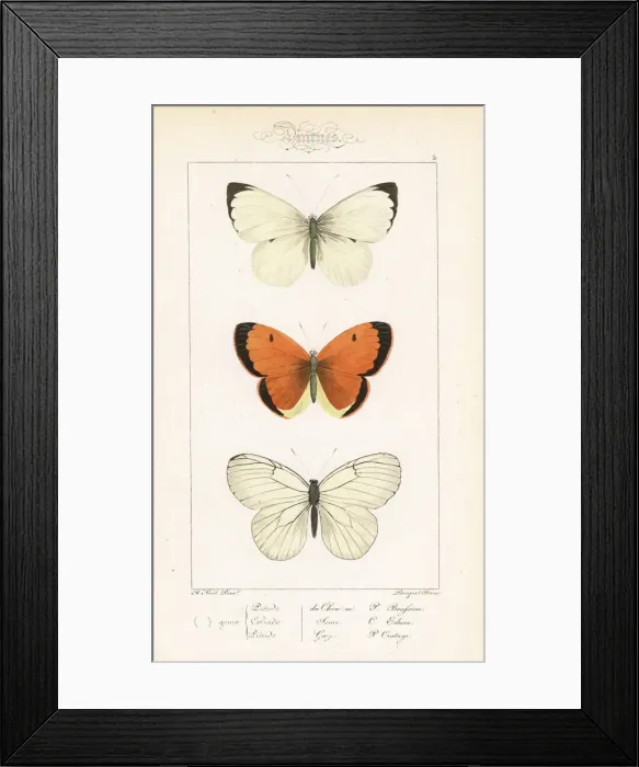 Framed Print : Large white, clouded yellow and black-veined white Framed Print : Large white, clouded yellow and black-veined white