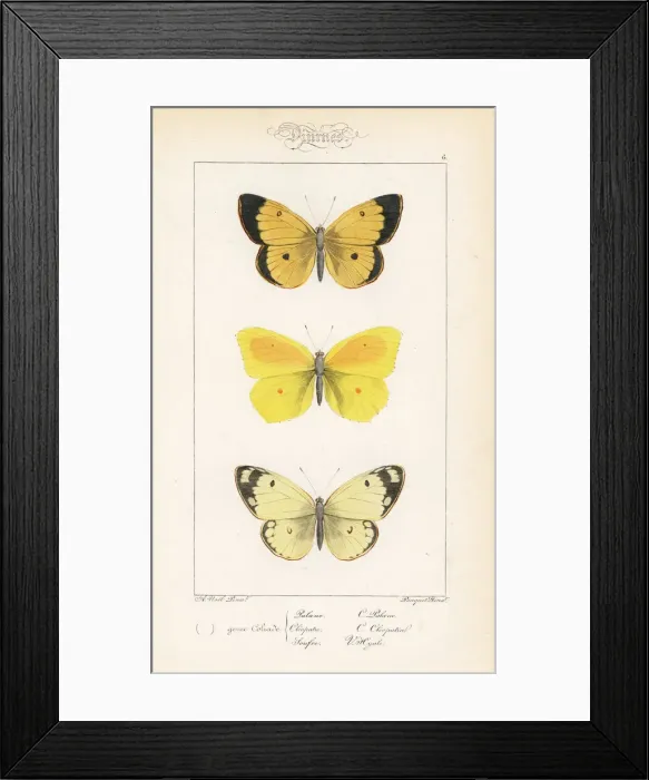 Framed Print : Moorland clouded yellow, cleopatra and pale clouded yellow Framed Print : Moorland clouded yellow, cleopatra and pale clouded yellow