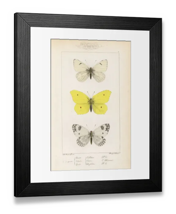 Framed Print : Lofty bath white, brimstone and bath white Framed Print : Lofty bath white, brimstone and bath white