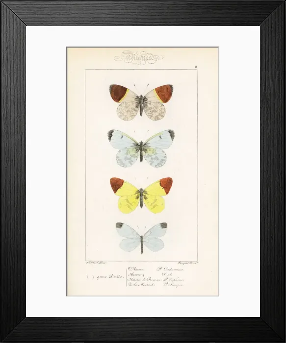 Framed Print : Orange tip, sooty orange tip and wood white Framed Print : Orange tip, sooty orange tip and wood white