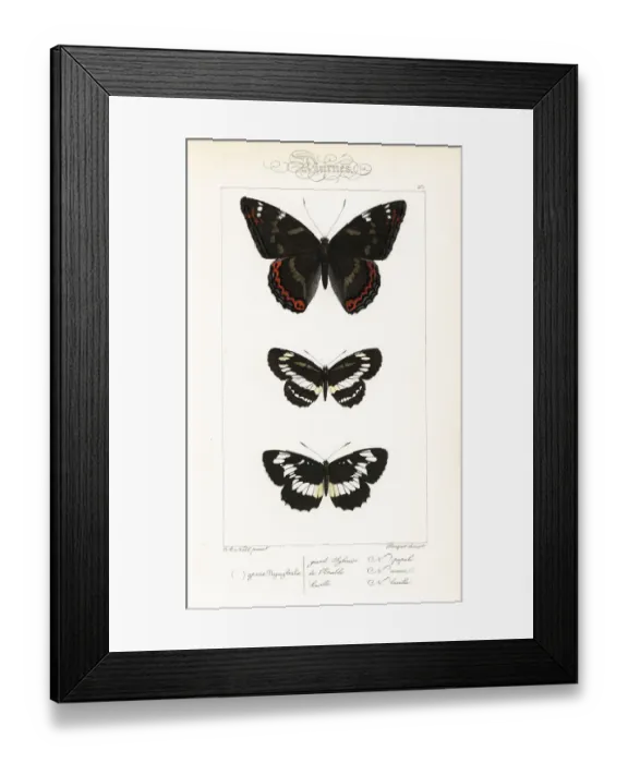 Framed Print : Poplar admiral, common glider, and Hungarian glider Framed Print : Poplar admiral, common glider, and Hungarian glider
