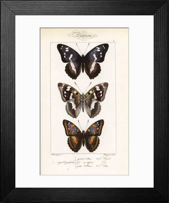 Framed Print : Purple emperor butterfly and lesser purple emperor Framed Print : Purple emperor butterfly and lesser purple emperor