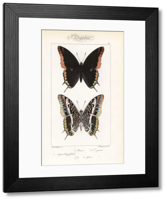 Framed Print : Two-tailed pasha or foxy emperor, Charaxes jasius Framed Print : Two-tailed pasha or foxy emperor, Charaxes jasius