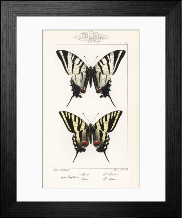 Framed Print : Scarce swallowtail and unknown swallowtail Framed Print : Scarce swallowtail and unknown swallowtail