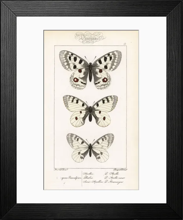 Framed Print : Mountain apollo, small apollo and clouded apollo Framed Print : Mountain apollo, small apollo and clouded apollo