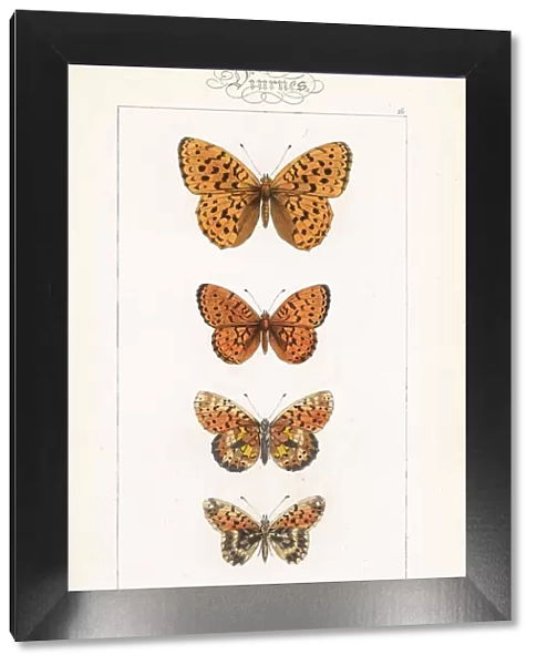 Fritillary butterfly varieties