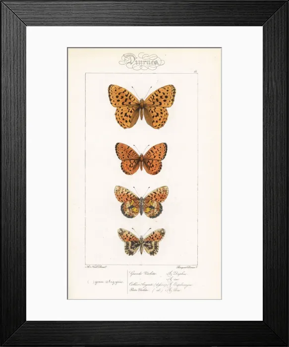 Framed Print : Fritillary butterfly varieties Framed Print : Fritillary butterfly varieties