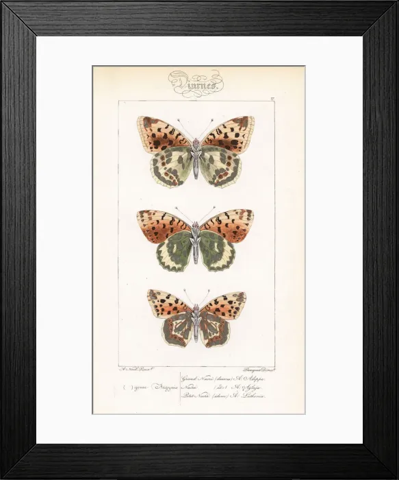 Framed Print : High brown fritillary, dark green fritillary Framed Print : High brown fritillary, dark green fritillary