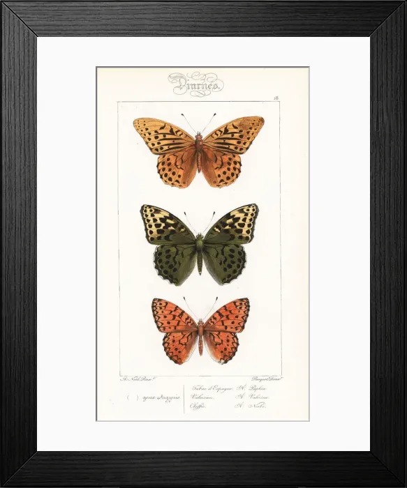 Framed Print : Silver-washed fritillary and Niobe fritillary Framed Print : Silver-washed fritillary and Niobe fritillary