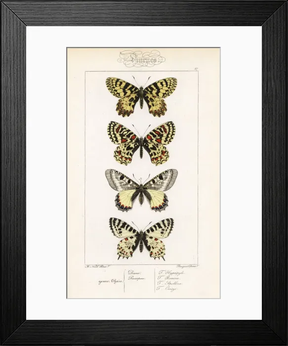 Framed Print : Southern festoon, Spanish festoon, false apollo Framed Print : Southern festoon, Spanish festoon, false apollo