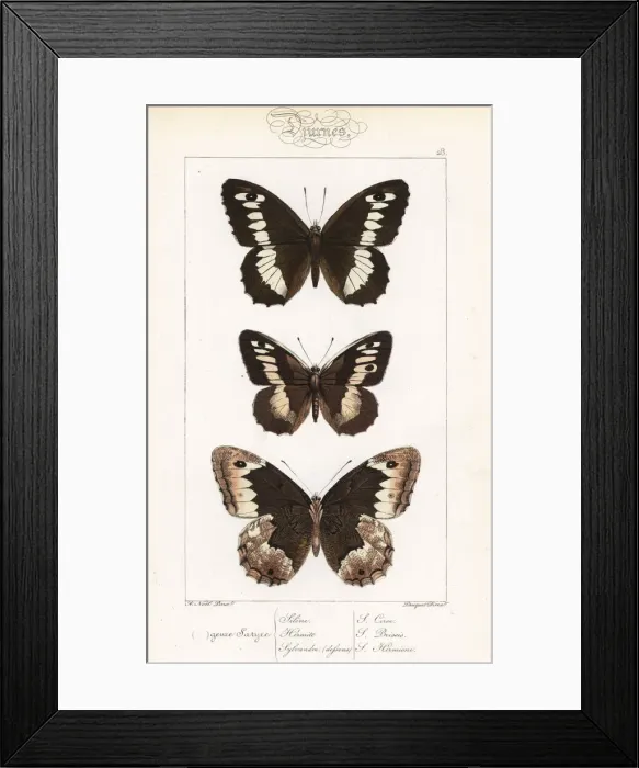 Framed Print : Great banded grayling, hermit and eastern Framed Print : Great banded grayling, hermit and eastern