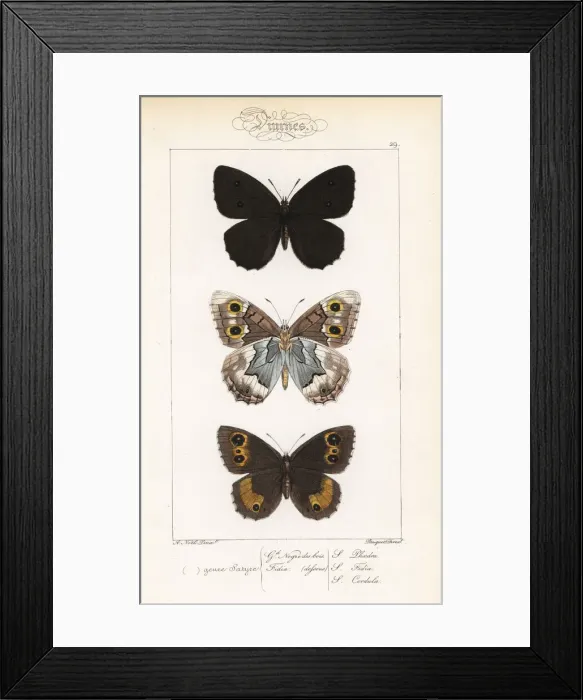 Framed Print : Dryad, striped grayling and great sooty satyr Framed Print : Dryad, striped grayling and great sooty satyr