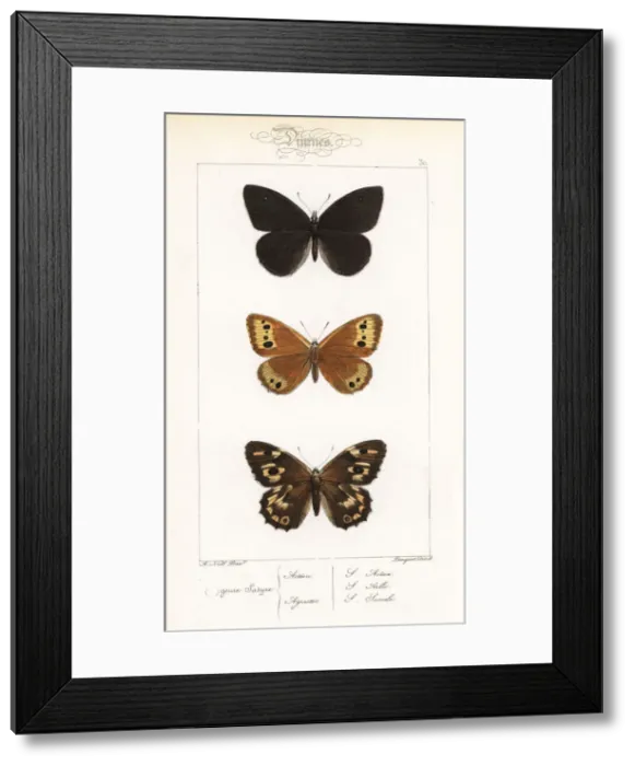 Framed Print : Black satyr, Norse grayling and grayling female Framed Print : Black satyr, Norse grayling and grayling female