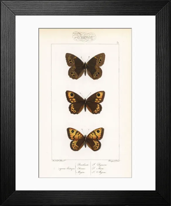 Framed Print : Woodland brown, large brown wall and wall butterfly Framed Print : Woodland brown, large brown wall and wall butterfly
