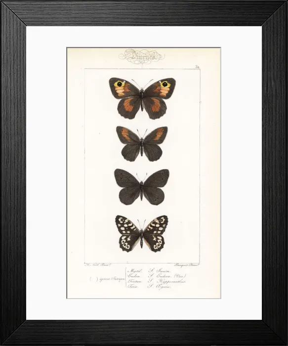 Framed Print : Meadow brown, eudore variety, ringlet and speckled wood Framed Print : Meadow brown, eudore variety, ringlet and speckled wood
