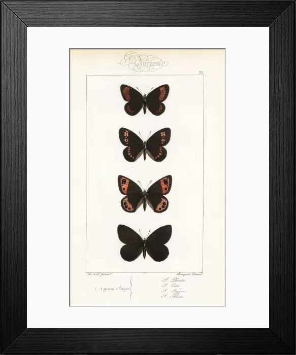 Framed Print : Blind ringlet, almond-eyed ringlet, Piedmont Framed Print : Blind ringlet, almond-eyed ringlet, Piedmont