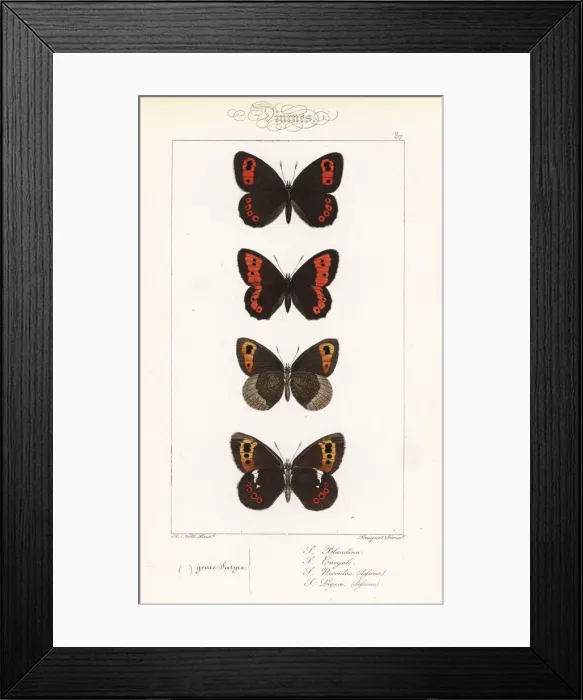 Framed Print : Scotch argus, large ringlet, autumn ringlet and Arran brown Framed Print : Scotch argus, large ringlet, autumn ringlet and Arran brown