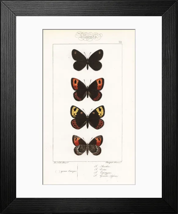 Framed Print : Satyrus arachne, Satyrus evias, spring ringlet Framed Print : Satyrus arachne, Satyrus evias, spring ringlet