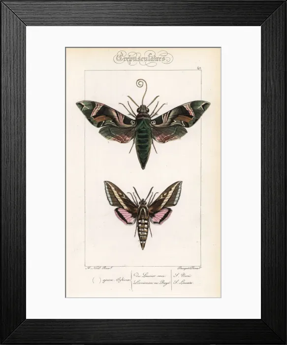 Framed Print : Oleander hawkmoth and hummingbird moth Framed Print : Oleander hawkmoth and hummingbird moth