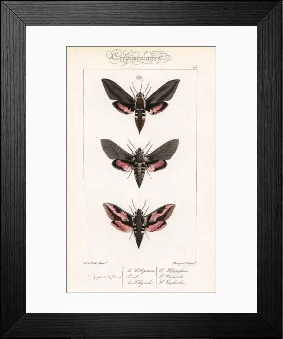 Framed Print : Seathorn hawk-moth, dusky hawkmoth and spurge hawkmoth