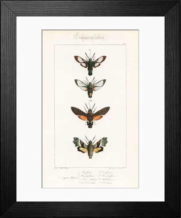 Framed Print : Hawkmoth varieties Framed Print : Hawkmoth varieties