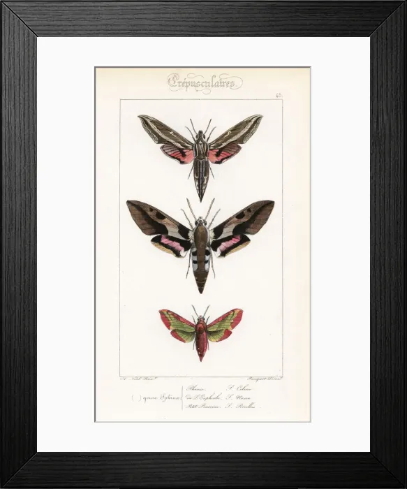 Framed Print : Vine hawkmoth, Mediterranean hawkmoth Framed Print : Vine hawkmoth, Mediterranean hawkmoth