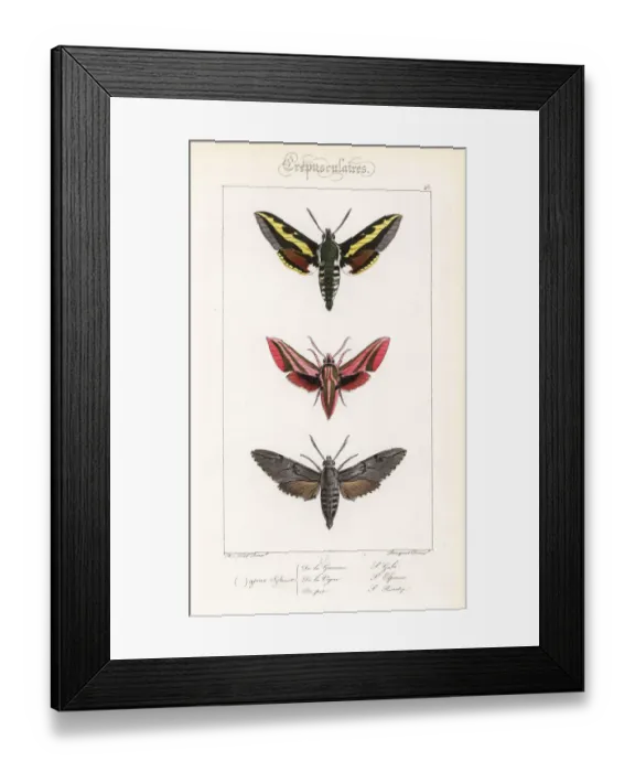 Framed Print : Bedstraw, elephant and pine hawkmoths Framed Print : Bedstraw, elephant and pine hawkmoths
