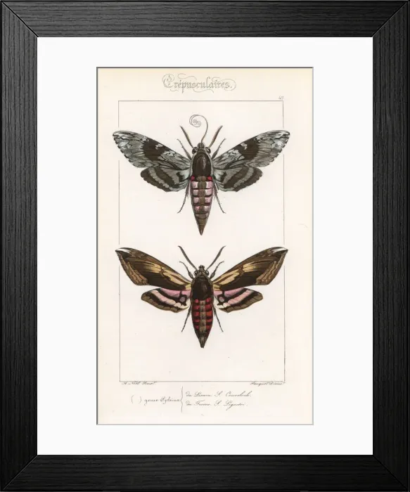 Framed Print : Convolvulus hawkmoth and privet hawkmoth Framed Print : Convolvulus hawkmoth and privet hawkmoth