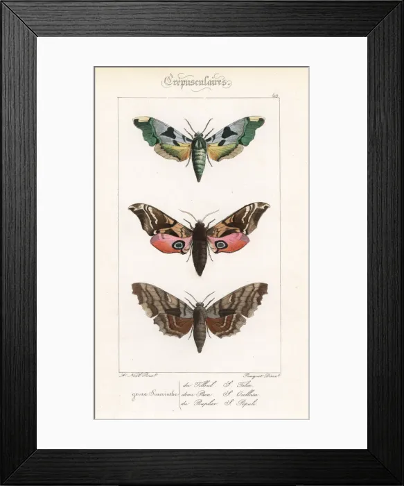 Framed Print : Lime hawkmoth, eyed hawkmoth, and poplar hawkmoth Framed Print : Lime hawkmoth, eyed hawkmoth, and poplar hawkmoth