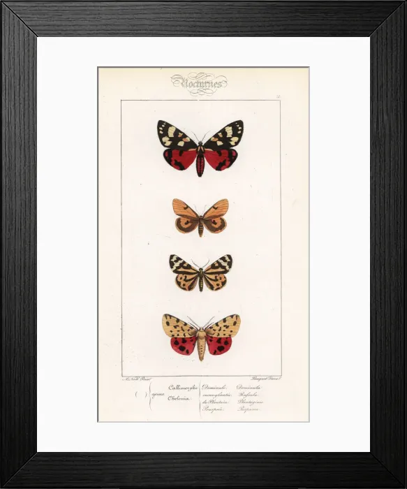 Framed Print : Scarlet tiger, clouded buff, wood tiger Framed Print : Scarlet tiger, clouded buff, wood tiger