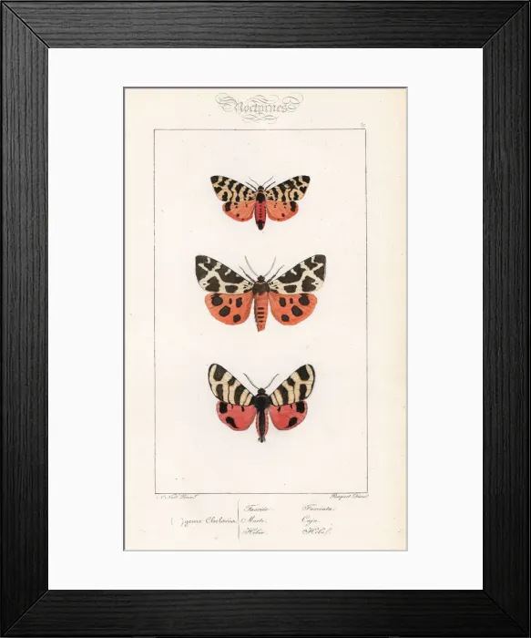 Framed Print : Tiger moth, garden tiger and hebe tiger Framed Print : Tiger moth, garden tiger and hebe tiger