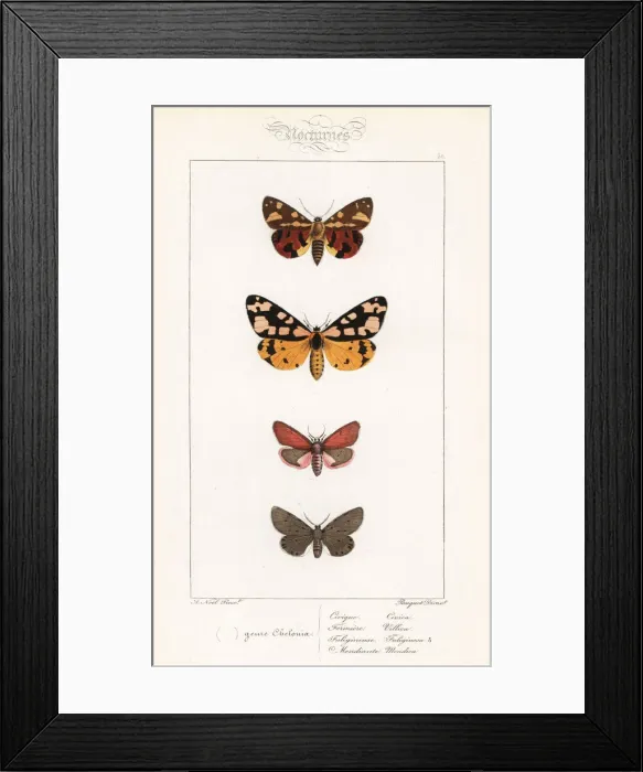 Framed Print : Brown tiger moth, cream-spot tiger, ruby tiger Framed Print : Brown tiger moth, cream-spot tiger, ruby tiger