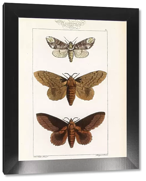 Buff-tip, poplar lappet and lappet moth