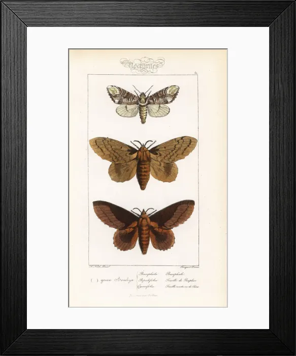 Framed Print : Buff-tip, poplar lappet and lappet moth Framed Print : Buff-tip, poplar lappet and lappet moth