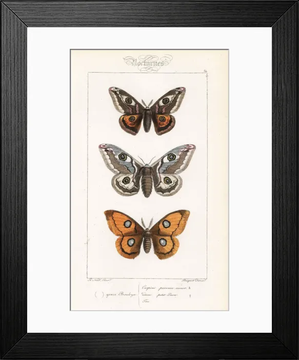 Framed Print : Small emperor moth and tau emperor Framed Print : Small emperor moth and tau emperor