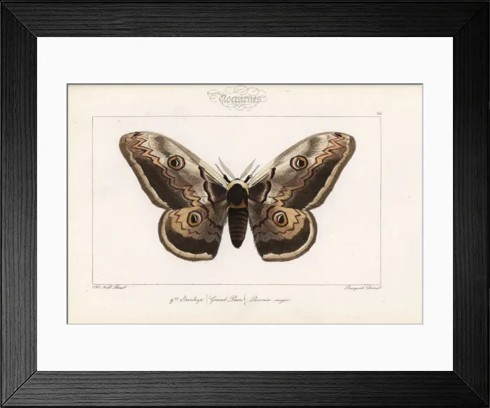 Framed Print : Giant emperor moth, Saturnia pyri Framed Print : Giant emperor moth, Saturnia pyri