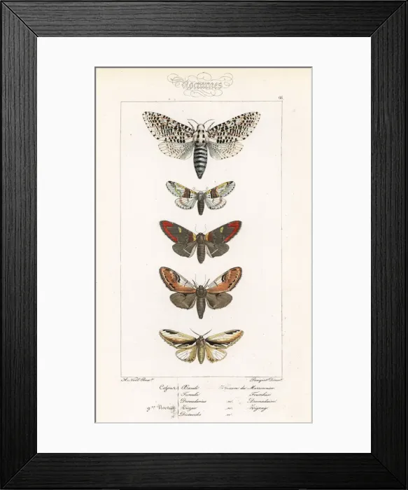 Framed Print : Leopard moth, sallow kitten and prominent moths Framed Print : Leopard moth, sallow kitten and prominent moths