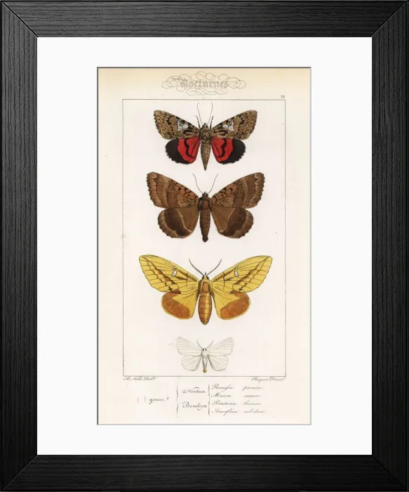 Framed Print : Light crimson underwing, old lady, drinker and yellow-tail Framed Print : Light crimson underwing, old lady, drinker and yellow-tail