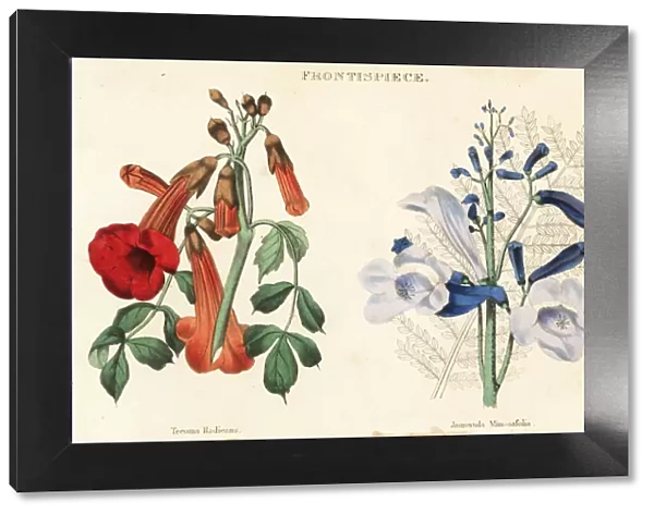 Trumpet vine, Campsis radicans, and blue jacaranda