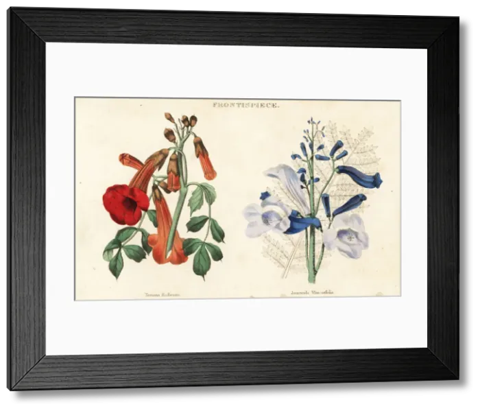 Framed Print : Trumpet vine, Campsis radicans, and blue jacaranda Framed Print : Trumpet vine, Campsis radicans, and blue jacaranda