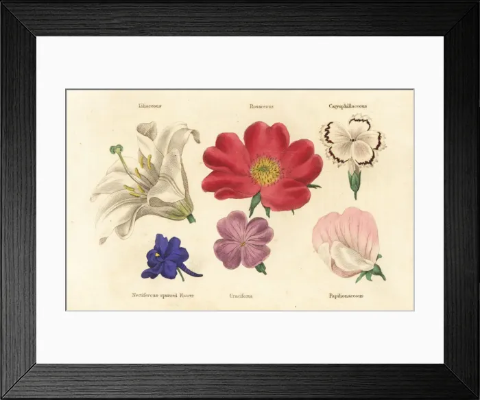 Framed Print : Different types of flower Framed Print : Different types of flower