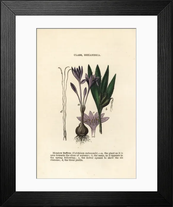 Framed Print : Meadow saffron, Colchicum autumnale Framed Print : Meadow saffron, Colchicum autumnale