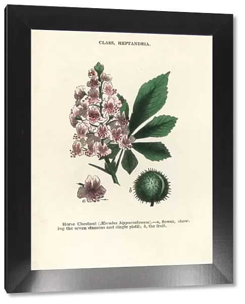 Horse chestnut, Aesculus hippocastanum