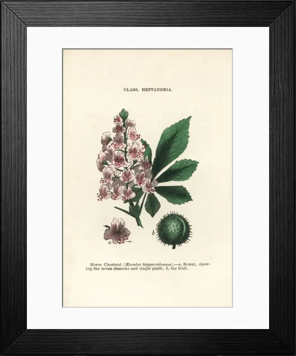 Framed Print : Horse chestnut, Aesculus hippocastanum Framed Print : Horse chestnut, Aesculus hippocastanum