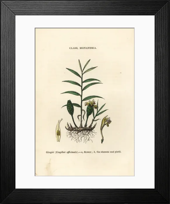 Framed Print : Ginger, Zingiber officinale Framed Print : Ginger, Zingiber officinale