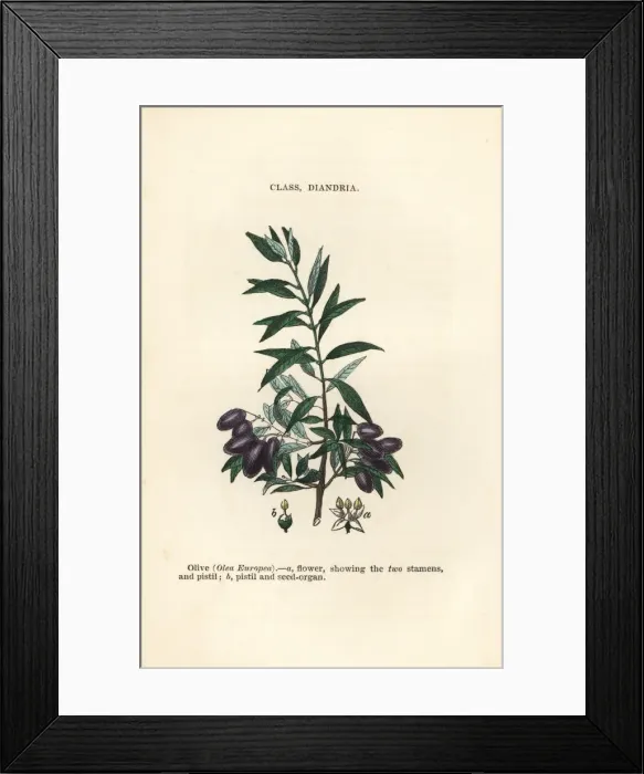 Framed Print : Olive tree, Olea europea Framed Print : Olive tree, Olea europea