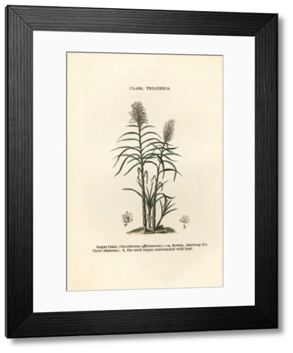 Framed Print : Sugar cane, Saccharum officinarum Framed Print : Sugar cane, Saccharum officinarum
