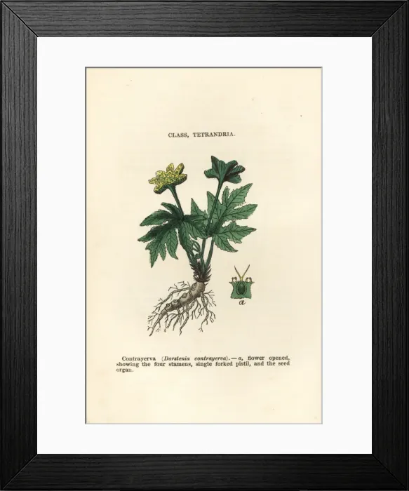 Framed Print : Contrajerva, Dorstenia contrajerva Framed Print : Contrajerva, Dorstenia contrajerva